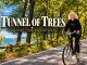 Tunnel of Trees Good Hart Michigan