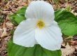 When is Trillium Time in Northern Michigan