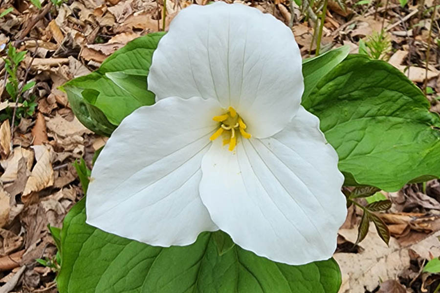 Bad-Website-Worse-Than-No-Website-Marcie-Wolf – 1 When is Trillium Time in Northern Michigan